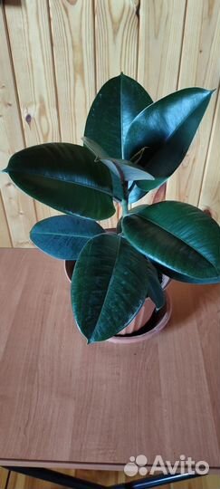 Комнатные растения