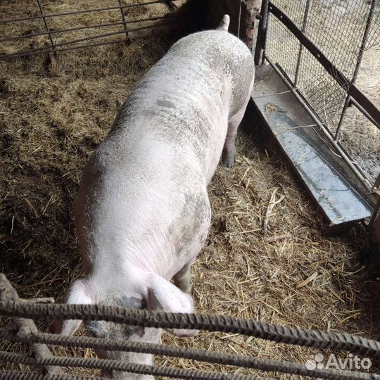 Хряк пьетрен макстер
