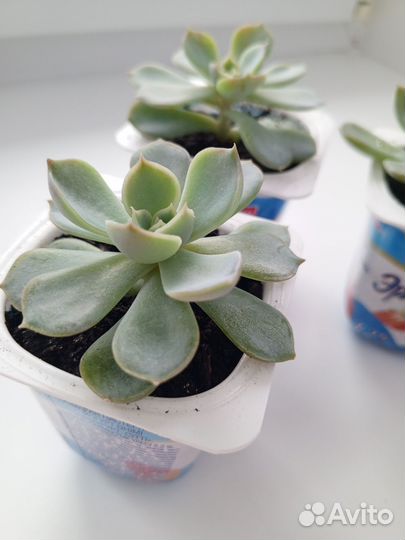 Продам суккуленты
