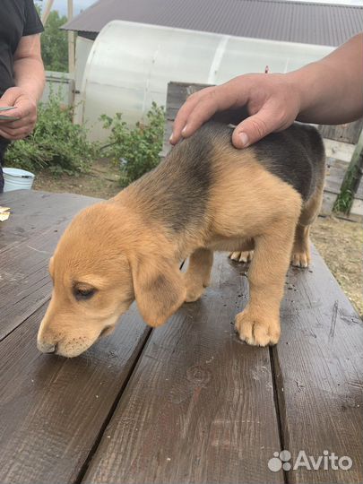 Щенки русской гончей