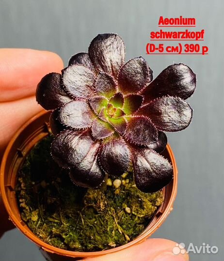 Редкие суккуленты