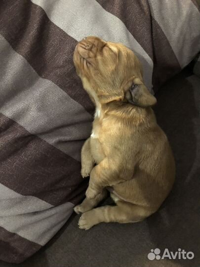 Кокер спаниель