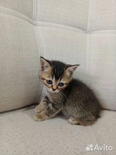 Котята Шотландские