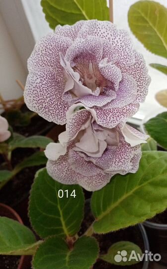 Детки глоксиний