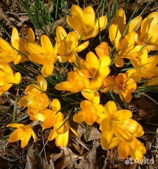 Луковицы тюльпанов и крокусов