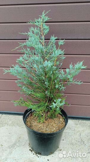 Можжевельник скальный Мунглоу 70-80см 10л