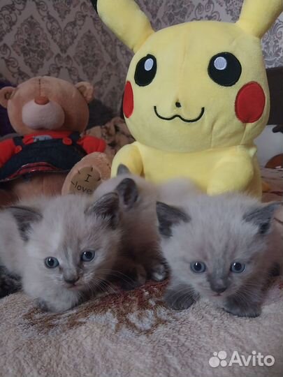 Сиамские котята