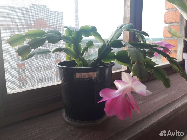 Декабристы зацветают, спатифилум