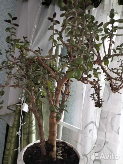 Крассула толстянка.Денежное дерево