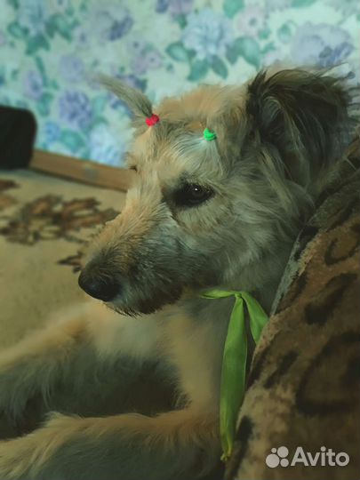 Собака в добрые руки