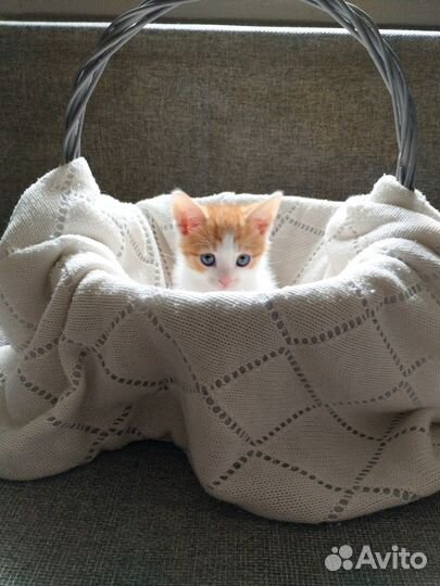 Котенок в добрые руки