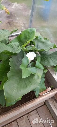 Калла эфиопская