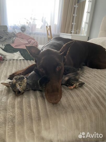 Доберман вязка