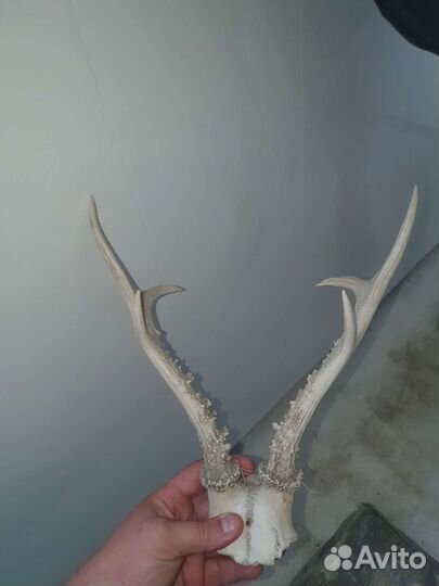 Рога косули