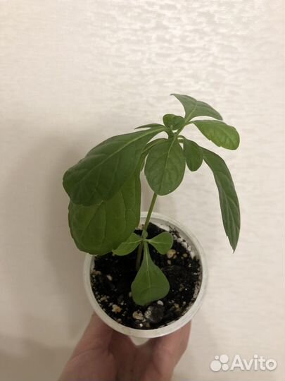 Клеродендрумы