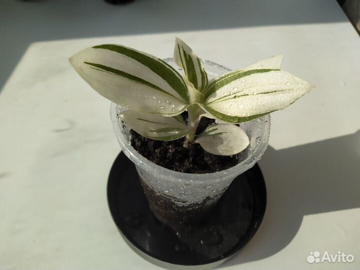 Каланхоэ каландива,Традесканции, Сингониум