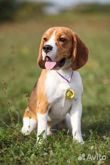 Бигль вязка