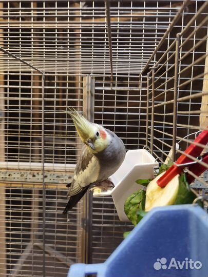 Самцы попугая кореллы