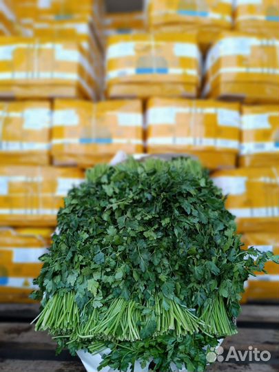 Зелень укроп петрушка лук оптом и розница