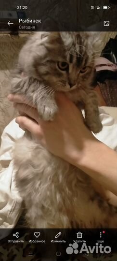 Потерялась кошка