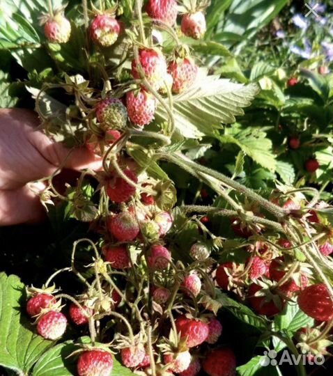 Земклуника