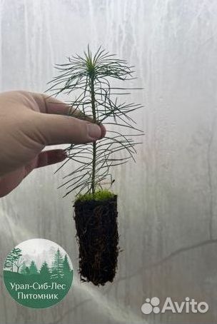 Сеянцы зкс Сосна окс Ель Лиственница Горная