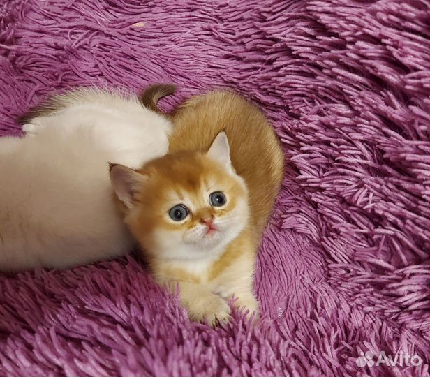 Шотландская