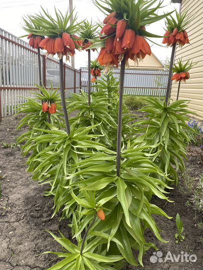 Рябчик императорский