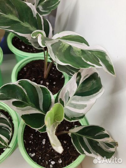 Калатея Вайт Фьюжн