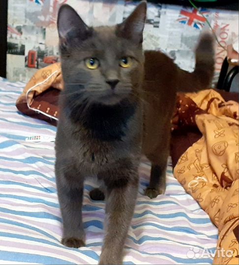 Кай - фенотип русской голубой