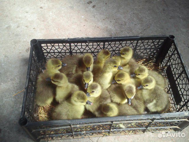 Гусята суточные