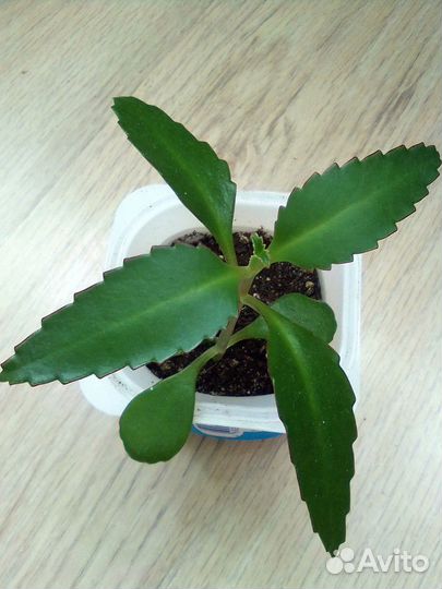 Каланхоэ лечебное (живое дерево)