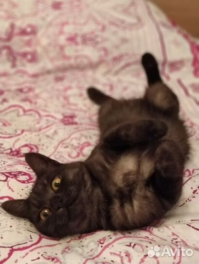 Кошка в дар бесплатно