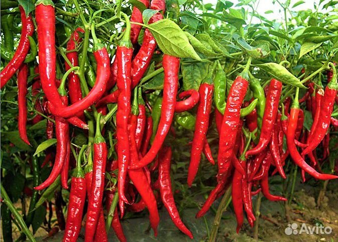 Семена овощей и цветов.Самые лучшие семейные сорта