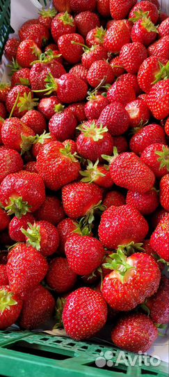 Черника, клубника