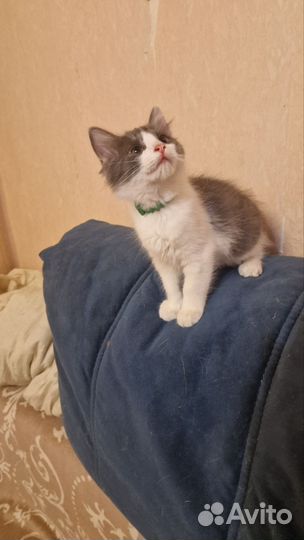 Умные котята