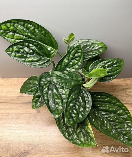 Монстера карстенианум