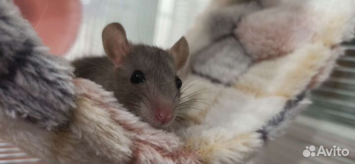 Крысенок Дамбо