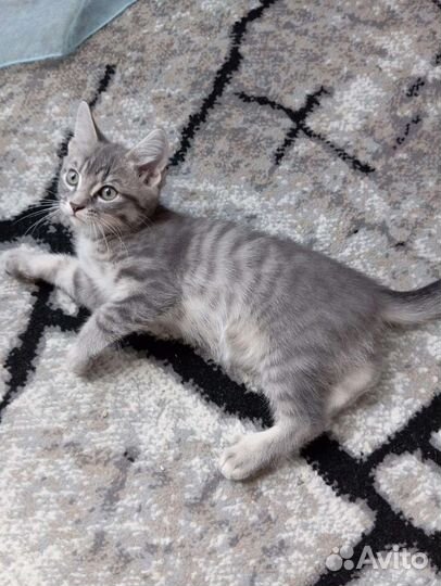Котята