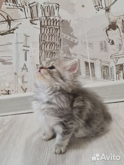 Котята шотландские