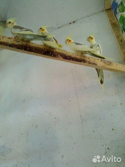 Попугай Корелла Попугаи Какарики Попугаи Неразлучн