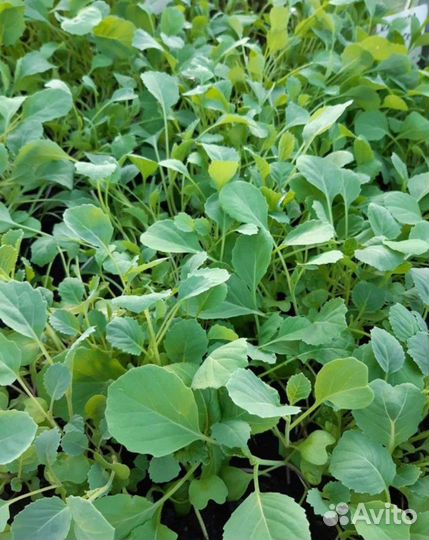 Рассада капусты