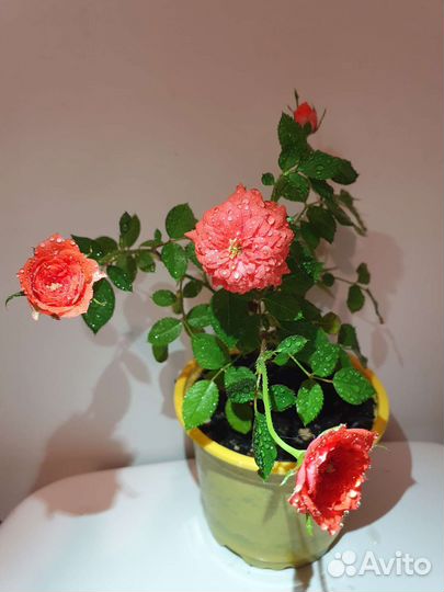 Сортовая комнатная роза