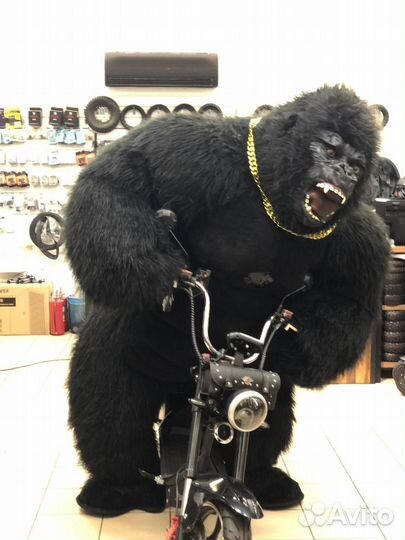 Экспресс поздравление Аниматор