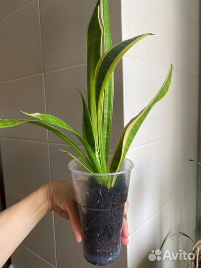 Сансевиерия