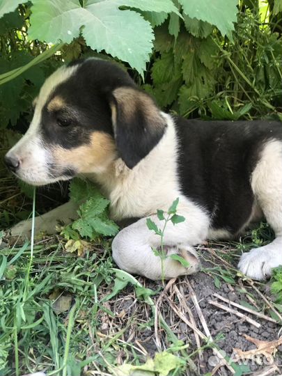 Щенок девочка в добрые руки бесплатно