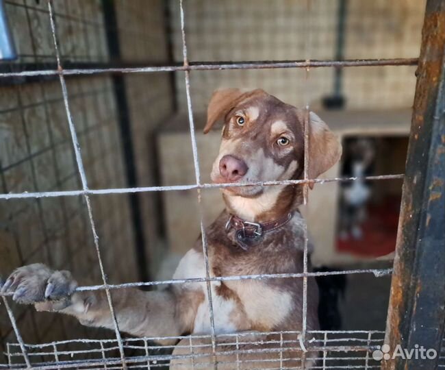 Собака в добрые руки