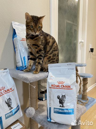 Кошачий корм hypoallergenic royal canin