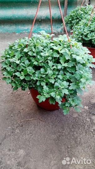 Ампельная хризонтема