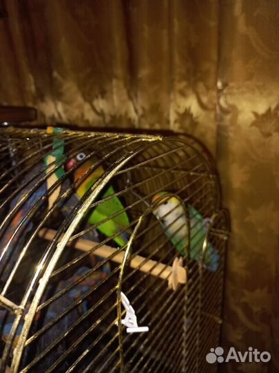 Попугаи неразлучники